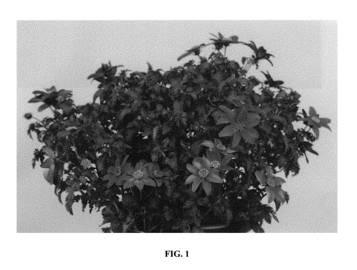Figure 1 of US plant patent PP30531, the photograph of 15S27 printed in the patent.