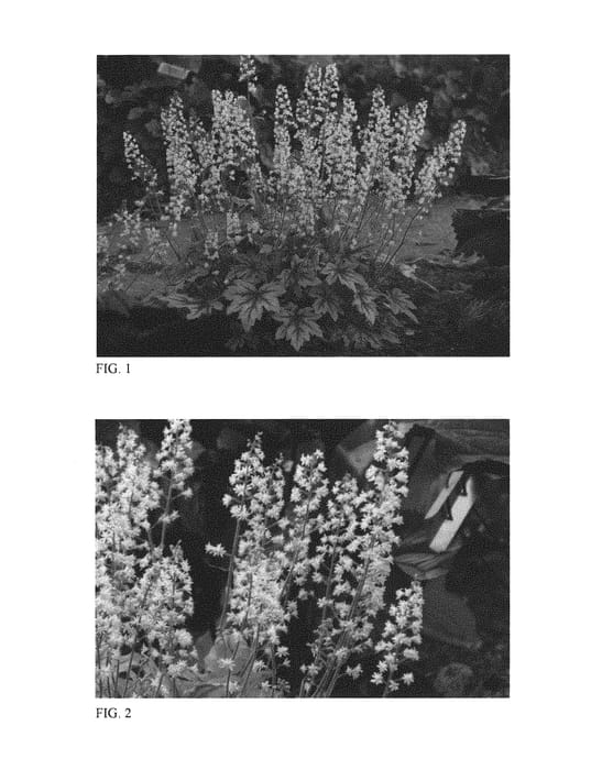 Figure 1 of US plant patent PP30532, the photograph of Eye Spy printed in the patent.