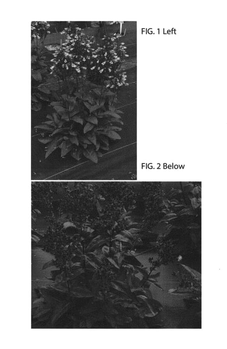 Figure 1 of US plant patent PP30533, the photograph of TNPENDV printed in the patent.