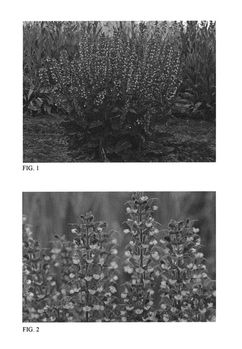 Figure 1 of US plant patent PP30534, the photograph of Azure Snow printed in the patent.