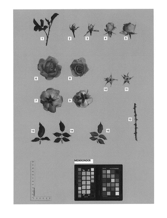 Figure 1 of US plant patent PP30535, the photograph of MEIKRONDER printed in the patent.
