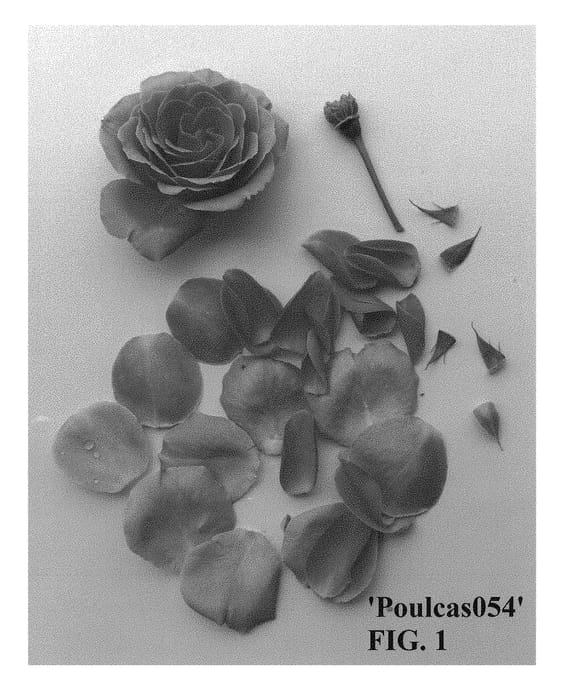 Figure 1 of US plant patent PP30536, the photograph of Poulcas054 printed in the patent.