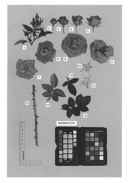Figure 1 of US plant patent PP30537, the photograph of Meimacota printed in the patent.