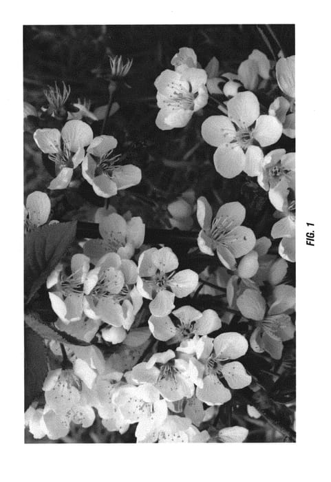 Figure 1 of US plant patent PP30538, the photograph of Clinton printed in the patent.