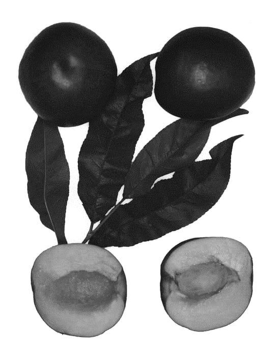 Figure 1 of US plant patent PP30539, the photograph of Spring Blaze printed in the patent.