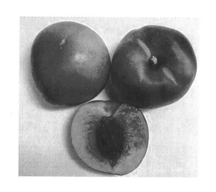Figure 1 of US plant patent PP30540, the photograph of Burnectthirtythree printed in the patent.