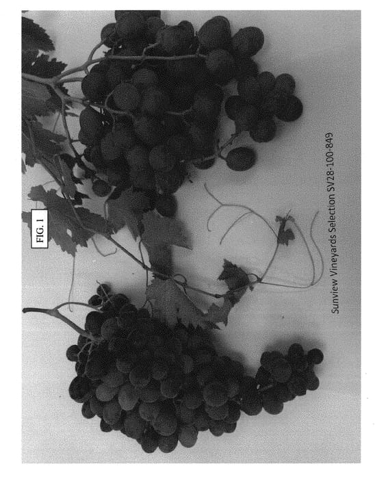 Figure 1 of US plant patent PP30541, the photograph of SV28-100-849 printed in the patent.