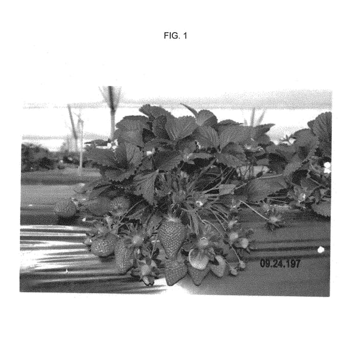 Figure 1 of US plant patent PP30542, the photograph of Planasa 0955 printed in the patent.