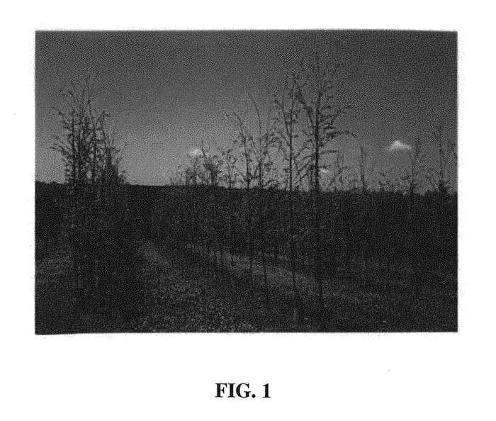 Figure 1 of US plant patent PP30543, the photograph of UAMTF printed in the patent.