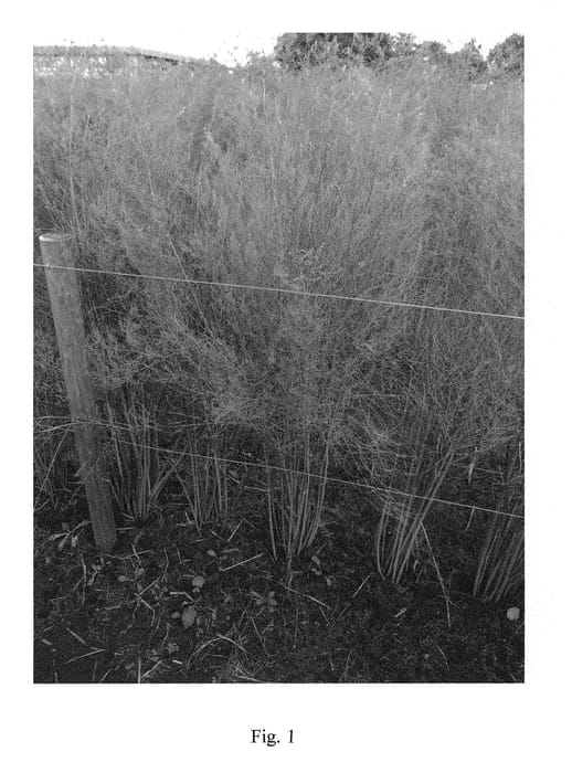 Figure 1 of US plant patent PP30544, the photograph of Amadeus printed in the patent.