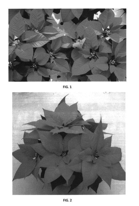 Figure 1 of US plant patent PP30545, the photograph of EURZ0009 printed in the patent.