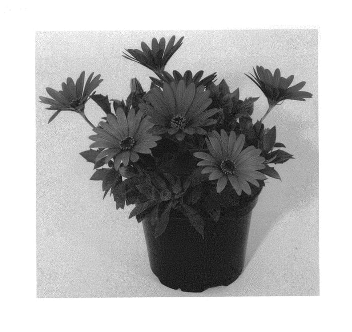 Figure 1 of US plant patent PP30546, the photograph of KLEOE17330 printed in the patent.