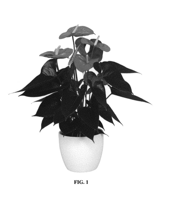 Figure 1 of US plant patent PP30547, the photograph of ANTHFABLO printed in the patent.