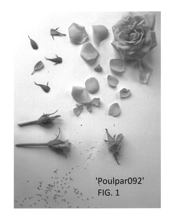 Figure 1 of US plant patent PP30548, the photograph of Poulpar092 printed in the patent.