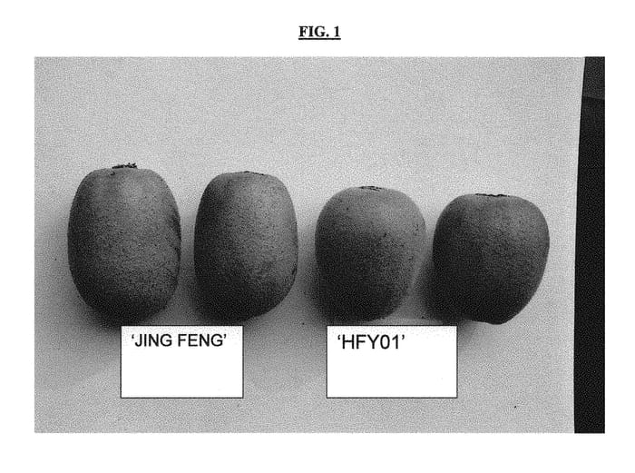 Figure 1 of US plant patent PP30549, the photograph of HFY01 printed in the patent.