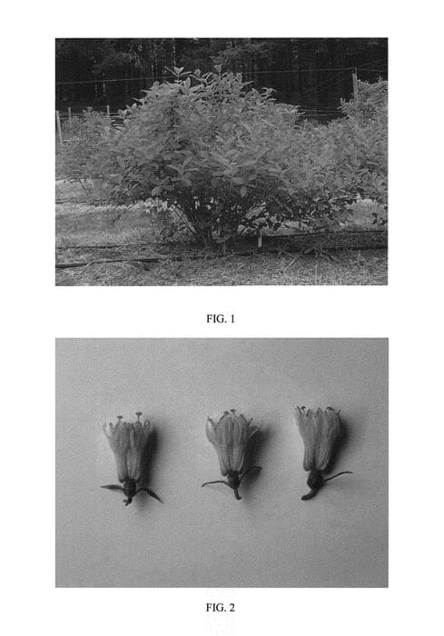 Figure 1 of US plant patent PP30550, the photograph of Maxines Opus printed in the patent.