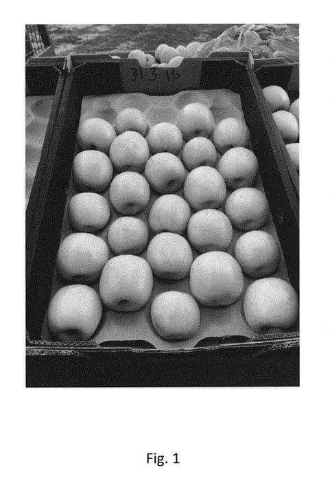 Figure 1 of US plant patent PP30551, the photograph of YCP printed in the patent.