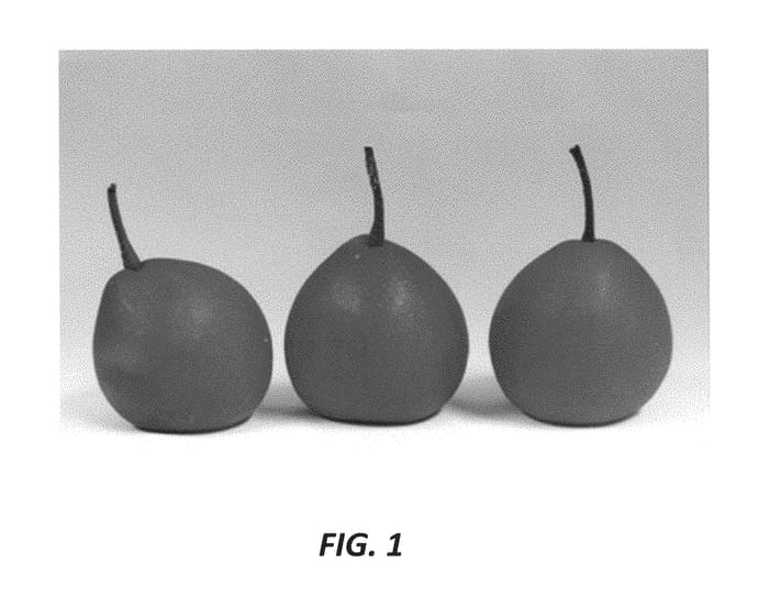 Figure 1 of US plant patent PP30552, the photograph of PremP009 printed in the patent.