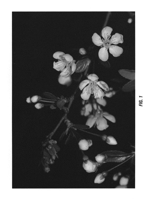 Figure 1 of US plant patent PP30553, the photograph of Cass printed in the patent.
