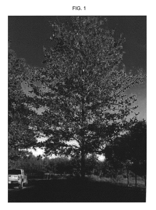 Figure 1 of US plant patent PP30554, the photograph of NSMTF printed in the patent.