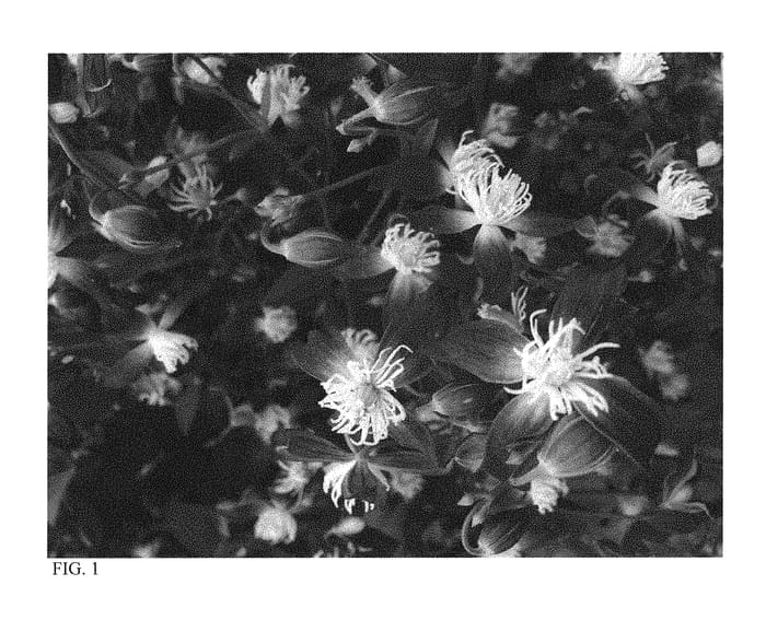 Figure 1 of US plant patent PP30555, the photograph of Violet Stardust printed in the patent.