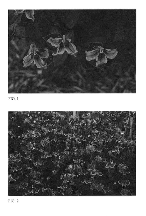 Figure 1 of US plant patent PP30556, the photograph of Stand by Me printed in the patent.