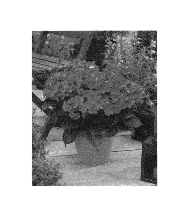 Figure 1 of US plant patent PP30557, the photograph of JON02 printed in the patent.