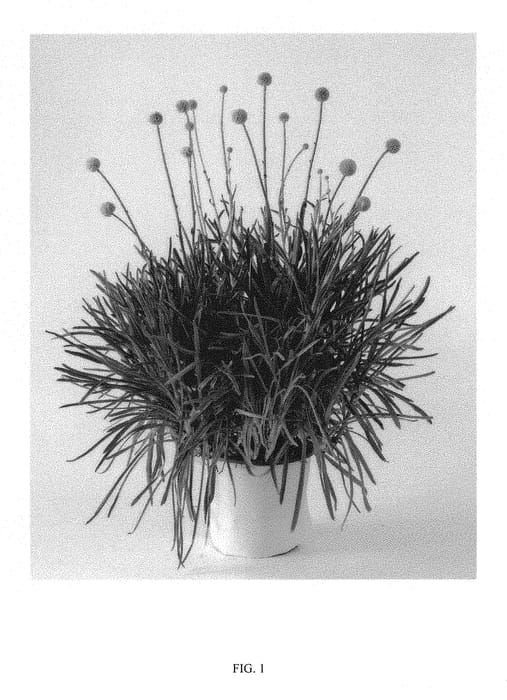 Figure 1 of US plant patent PP30558, the photograph of DCRAGOLFBY printed in the patent.