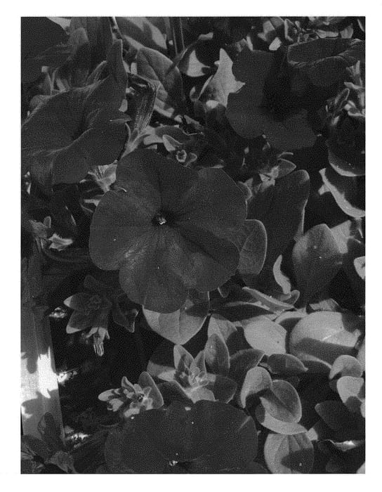 Figure 1 of US plant patent PP30559, the photograph of KLEPH17300 printed in the patent.