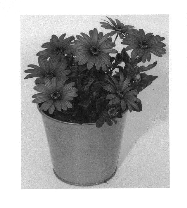 Figure 1 of US plant patent PP30560, the photograph of KLEOE17333 printed in the patent.