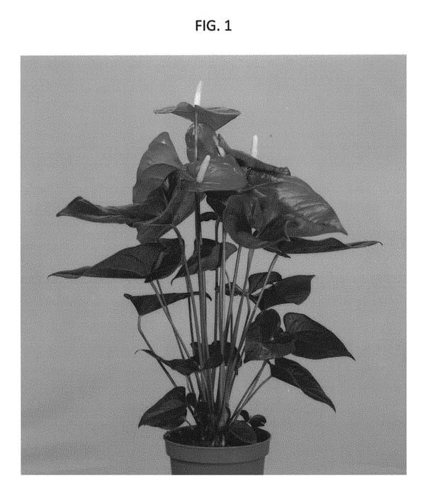 Figure 1 of US plant patent PP30561, the photograph of ARAANTRED5 printed in the patent.