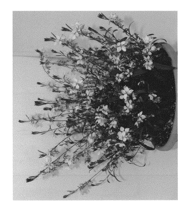 Figure 1 of US plant patent PP30562, the photograph of DGAUR137 printed in the patent.