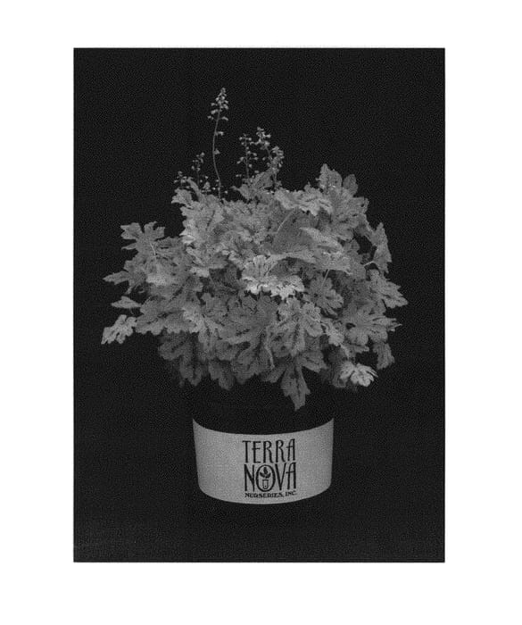 Figure 1 of US plant patent PP30563, the photograph of Spicy Lime printed in the patent.