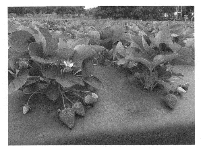 Figure 1 of US plant patent PP30564, the photograph of Florida Brilliance printed in the patent.