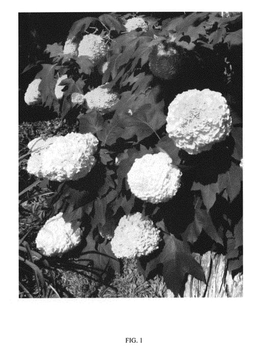 Figure 1 of US plant patent PP30565, the photograph of BIV01 printed in the patent.