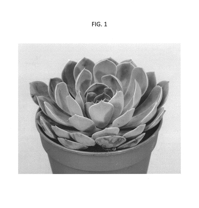 Figure 1 of US plant patent PP30566, the photograph of TSAECH1704 printed in the patent.