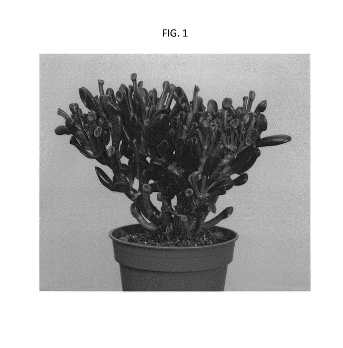 Figure 1 of US plant patent PP30567, the photograph of OVCRTR printed in the patent.