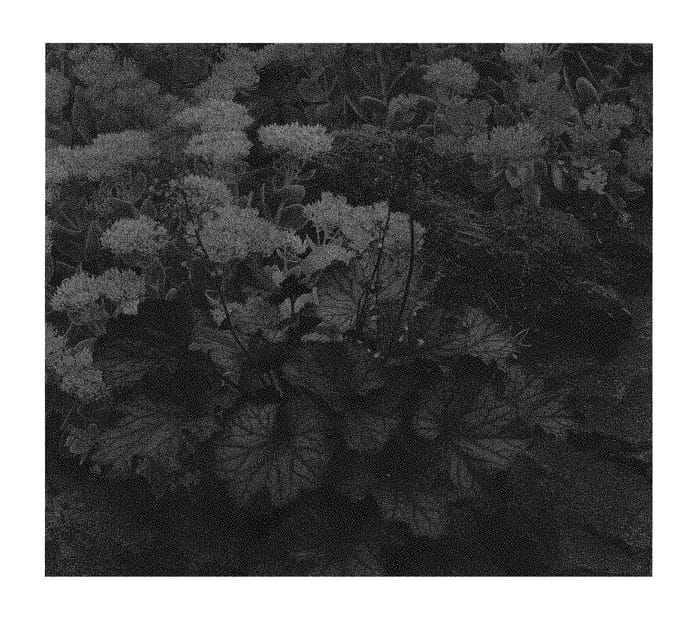 Figure 1 of US plant patent PP30568, the photograph of TNHEUNEP printed in the patent.