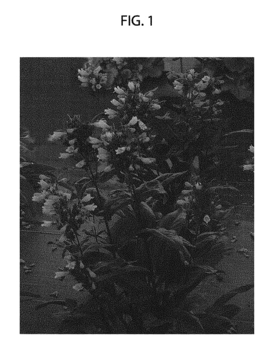 Figure 1 of US plant patent PP30569, the photograph of TNPENDB printed in the patent.