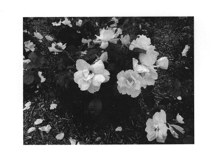 Figure 1 of US plant patent PP30571, the photograph of RADMONYEL printed in the patent.