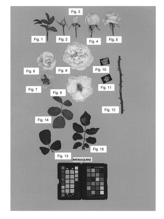 Figure 1 of US plant patent PP30572, the photograph of Meikaquinz printed in the patent.