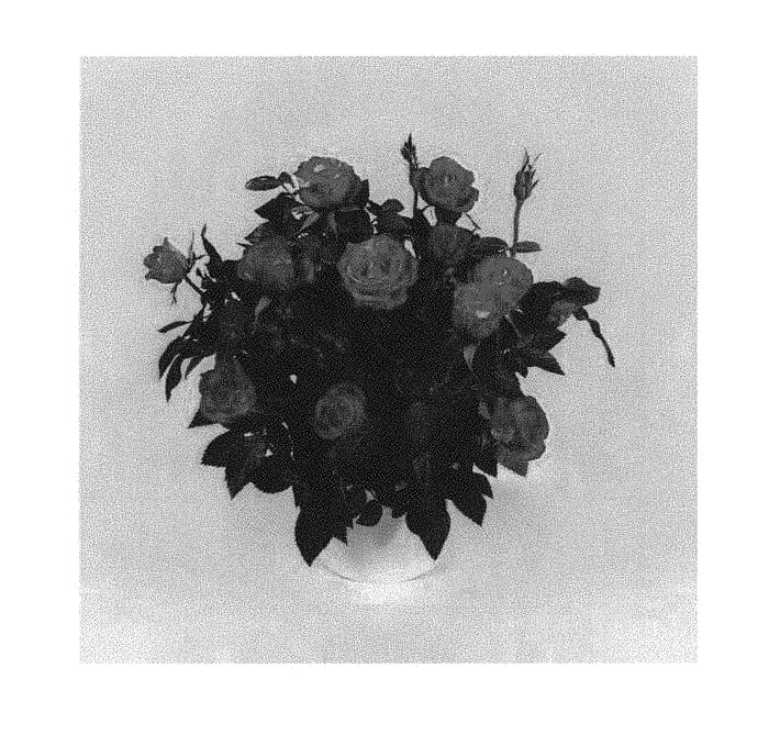 Figure 1 of US plant patent PP30573, the photograph of KORpot084 printed in the patent.
