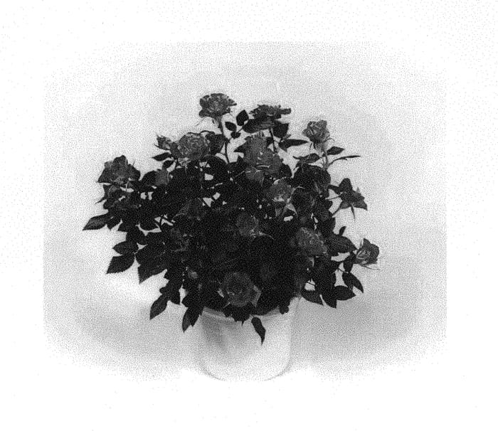Figure 1 of US plant patent PP30574, the photograph of KORpot083 printed in the patent.