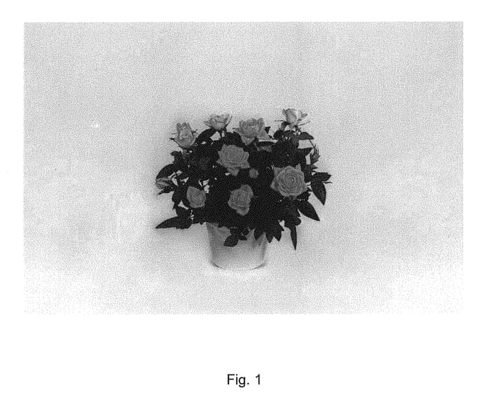 Figure 1 of US plant patent PP30575, the photograph of KORpot078 printed in the patent.