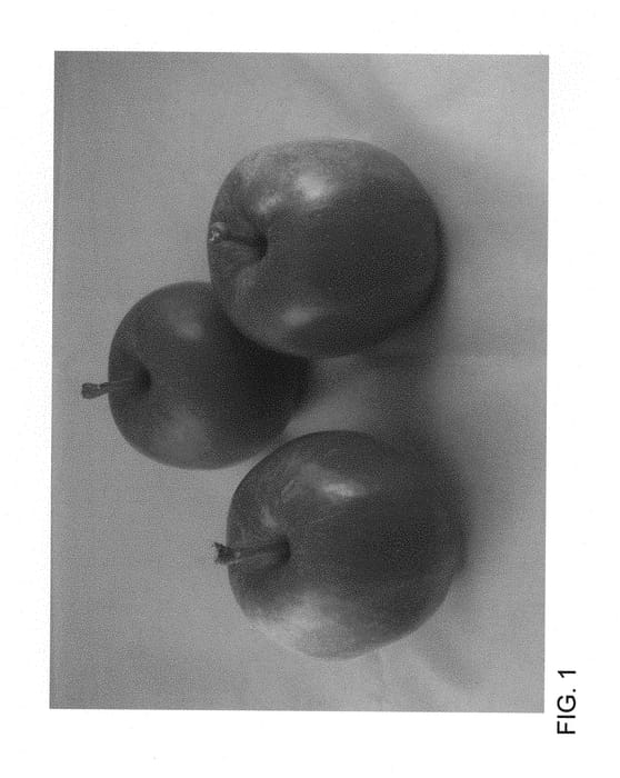Figure 1 of US plant patent PP30576, the photograph of ZOUK G1 printed in the patent.