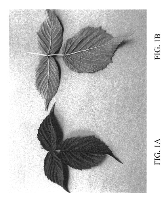 Figure 1 of US plant patent PP30577, the photograph of DrisRaspTwelve printed in the patent.