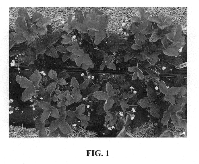 Figure 1 of US plant patent PP30578, the photograph of Keepsake printed in the patent.