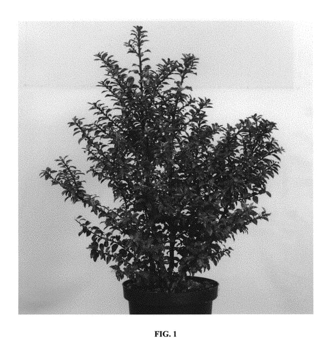 Figure 1 of US plant patent PP30579, the photograph of Annys Dwarf printed in the patent.