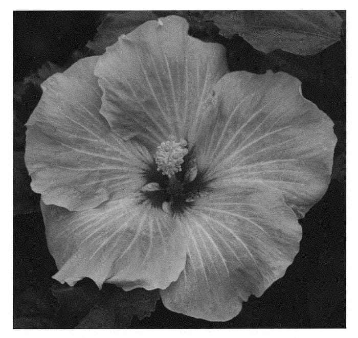 Figure 1 of US plant patent PP30580, the photograph of JBG 14002 printed in the patent.