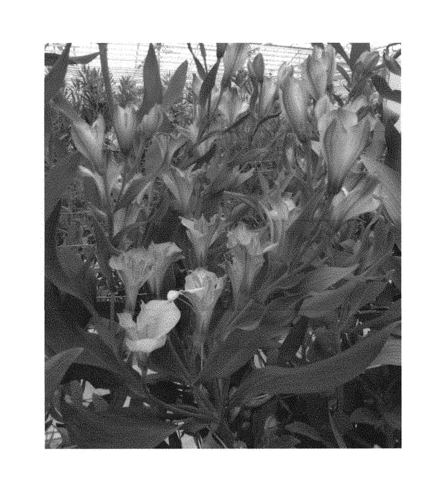 Figure 1 of US plant patent PP30581, the photograph of Zalsachablu printed in the patent.